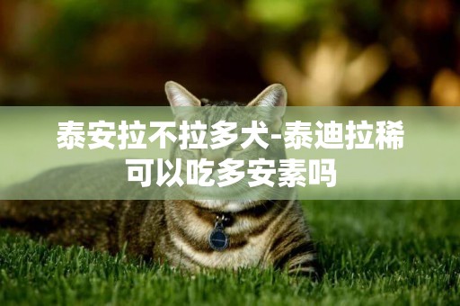 泰安拉不拉多犬-泰迪拉稀可以吃多安素嗎