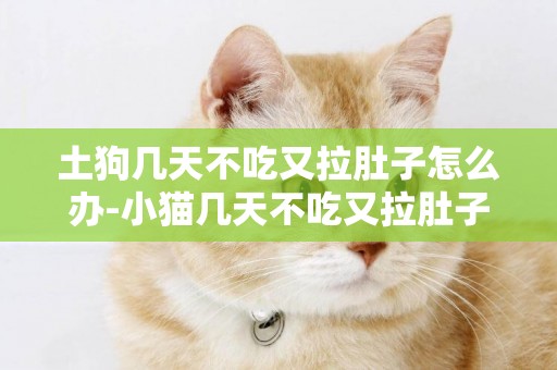 土狗幾天不吃又拉肚子怎么辦-小貓幾天不吃又拉肚子是怎么回事啊