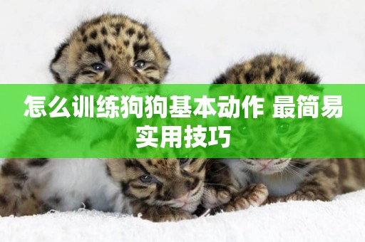 怎么訓練狗狗基本動作 最簡易實用技巧