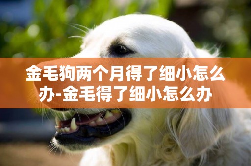 金毛狗兩個月得了細小怎么辦-金毛得了細小怎么辦