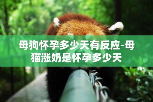 母狗懷孕多少天有反應-母貓漲奶是懷孕多少天