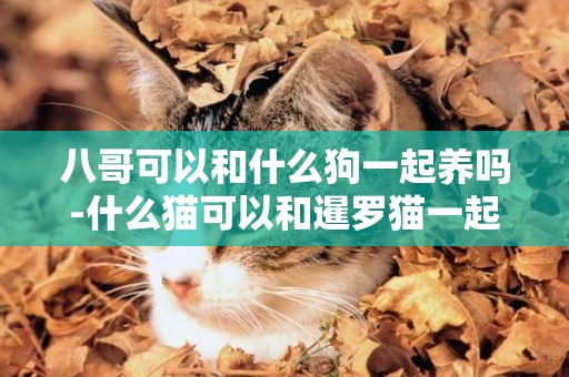 八哥可以和什么狗一起養嗎-什么貓可以和暹羅貓一起養嗎