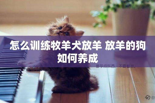 怎么訓練牧羊犬放羊 放羊的狗如何養成