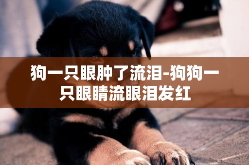 狗一只眼腫了流淚-狗狗一只眼睛流眼淚發紅