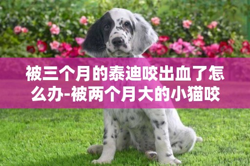 被三個月的泰迪咬出血了怎么辦-被兩個月大的小貓咬出血了怎么辦