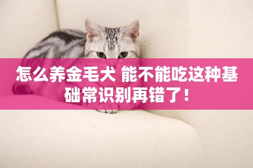怎么養金毛犬 能不能吃這種基礎常識別再錯了！