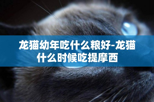 龍貓幼年吃什么糧好-龍貓什么時候吃提摩西