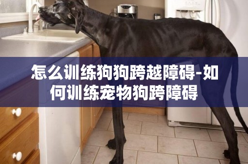 怎么訓練狗狗跨越障礙-如何訓練寵物狗跨障礙