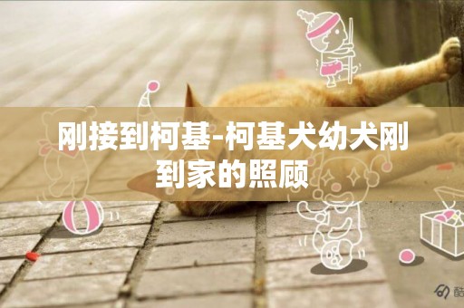 剛接到柯基-柯基犬幼犬剛到家的照顧