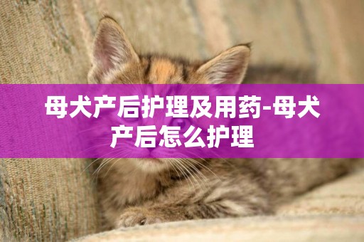 母犬產后護理及用藥-母犬產后怎么護理