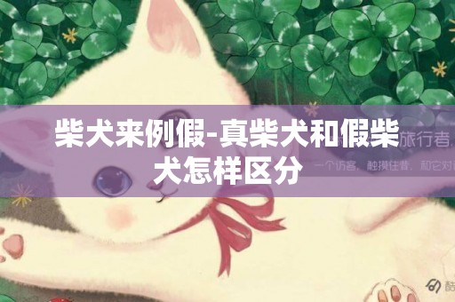 柴犬來例假-真柴犬和假柴犬怎樣區分
