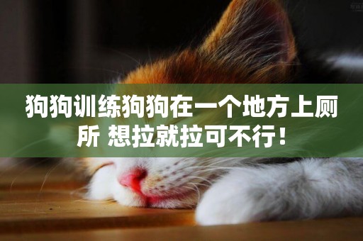 狗狗訓練狗狗在一個地方上廁所 想拉就拉可不行！