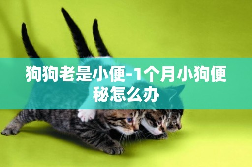狗狗老是小便-1個月小狗便秘怎么辦