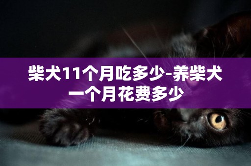 柴犬11個月吃多少-養柴犬一個月花費多少