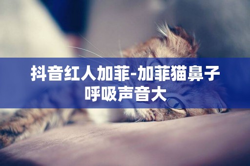 抖音紅人加菲-加菲貓鼻子呼吸聲音大