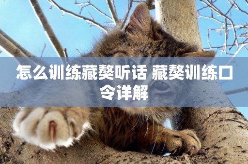 怎么訓練藏獒聽話 藏獒訓練口令詳解