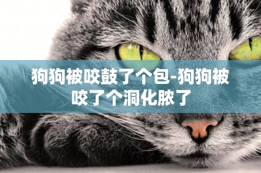 狗狗被咬鼓了個包-狗狗被咬了個洞化膿了