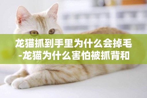 龍貓抓到手里為什么會掉毛-龍貓為什么害怕被抓背和抓尾巴