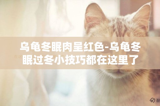 烏龜冬眠肉呈紅色-烏龜冬眠過冬小技巧都在這里了