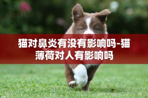 貓對鼻炎有沒有影響嗎-貓薄荷對人有影響嗎