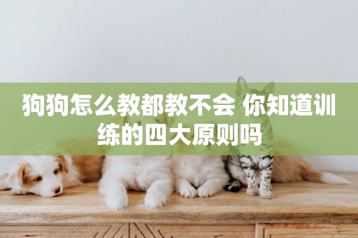 狗狗怎么教都教不會 你知道訓練的四大原則嗎