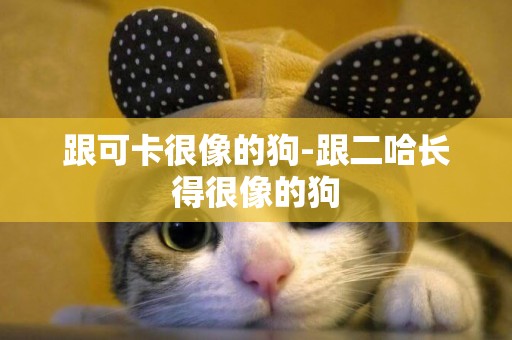 跟可卡很像的狗-跟二哈長得很像的狗