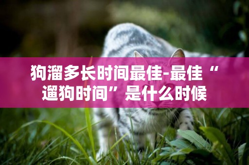 狗溜多長時間最佳-最佳“遛狗時間”是什么時候