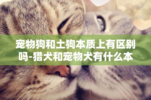寵物狗和土狗本質上有區別嗎-獵犬和寵物犬有什么本質區別