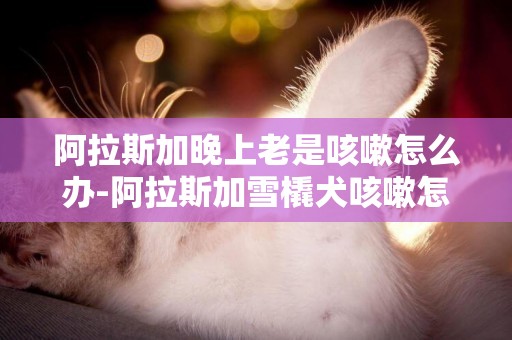 阿拉斯加晚上老是咳嗽怎么辦-阿拉斯加雪橇犬咳嗽怎么辦