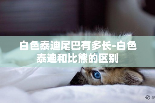 白色泰迪尾巴有多長-白色泰迪和比熊的區別