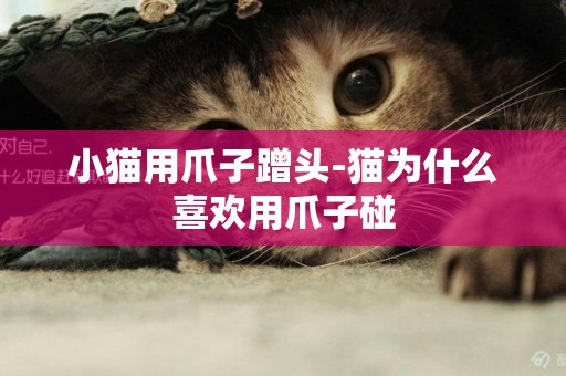 小貓用爪子蹭頭-貓為什么喜歡用爪子碰
