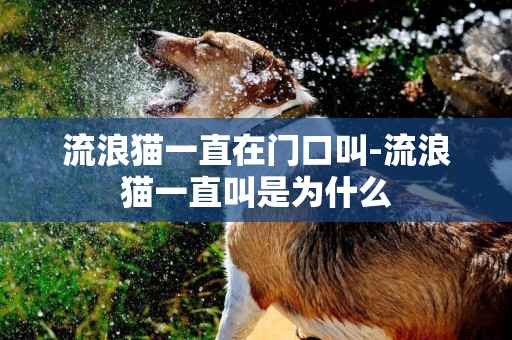 流浪貓一直在門口叫-流浪貓一直叫是為什么