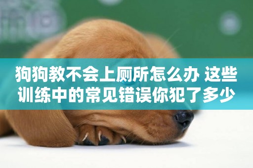 狗狗教不會上廁所怎么辦 這些訓練中的常見錯誤你犯了多少