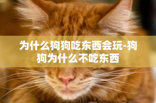 為什么狗狗吃東西會玩-狗狗為什么不吃東西