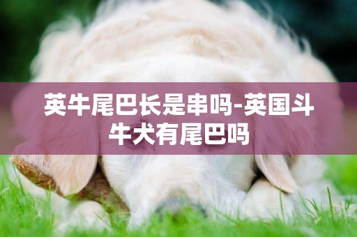 英牛尾巴長是串嗎-英國斗牛犬有尾巴嗎