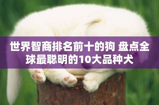 世界智商排名前十的狗 盤點全球最聰明的10大品種犬