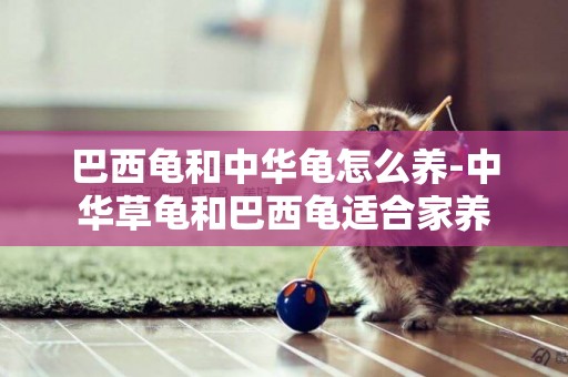 巴西龜和中華龜怎么養-中華草龜和巴西龜適合家養