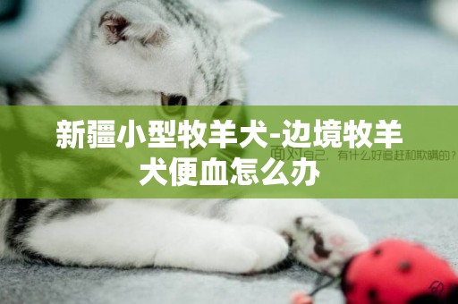 新疆小型牧羊犬-邊境牧羊犬便血怎么辦