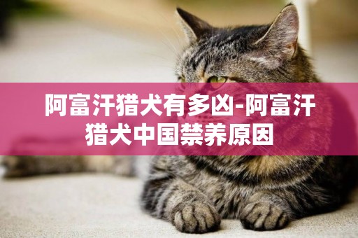 阿富汗獵犬有多兇-阿富汗獵犬中國禁養原因