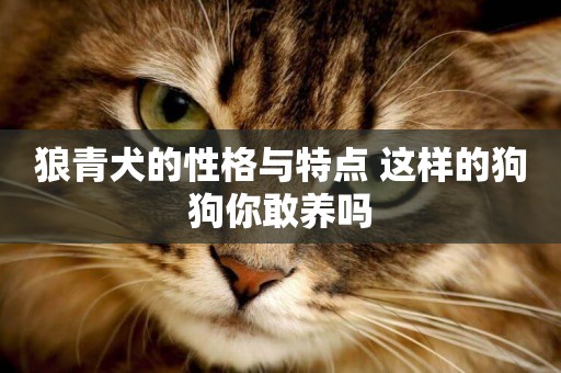 狼青犬的性格與特點 這樣的狗狗你敢養嗎