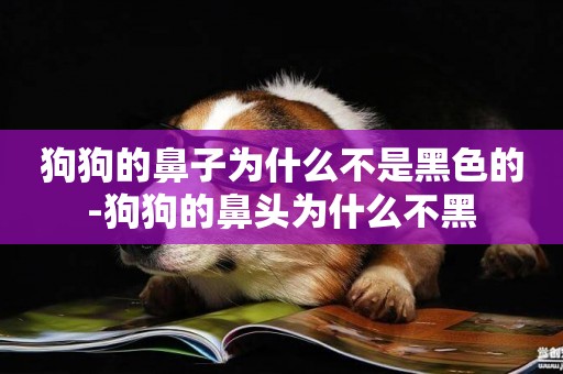 狗狗的鼻子為什么不是黑色的-狗狗的鼻頭為什么不黑