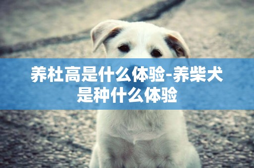 養杜高是什么體驗-養柴犬是種什么體驗