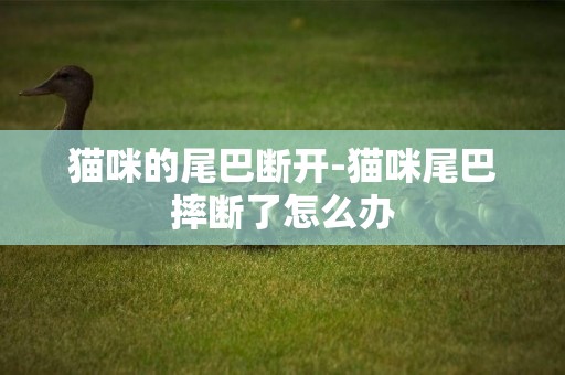 貓咪的尾巴斷開-貓咪尾巴摔斷了怎么辦
