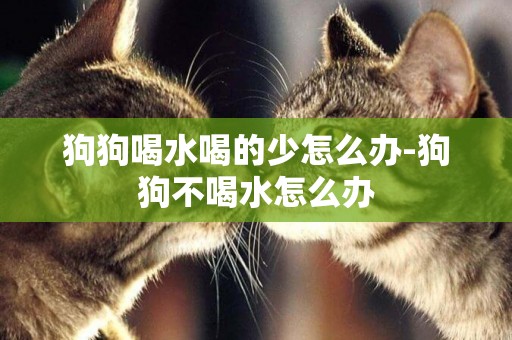 狗狗喝水喝的少怎么辦-狗狗不喝水怎么辦