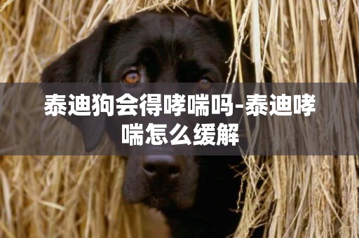 泰迪狗會得哮喘嗎-泰迪哮喘怎么緩解