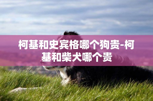 柯基和史賓格哪個狗貴-柯基和柴犬哪個貴