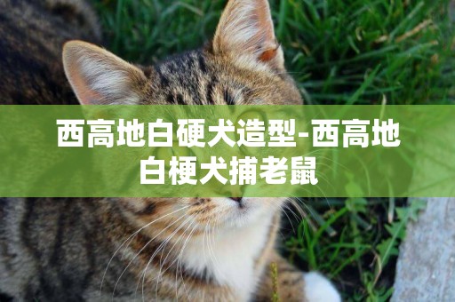 西高地白硬犬造型-西高地白梗犬捕老鼠
