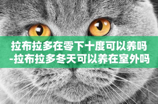 拉布拉多在零下十度可以養嗎-拉布拉多冬天可以養在室外嗎