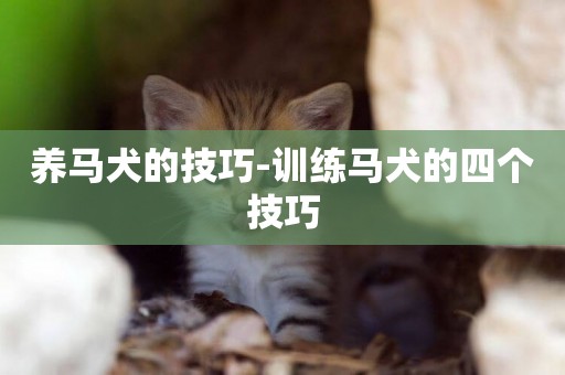 養馬犬的技巧-訓練馬犬的四個技巧