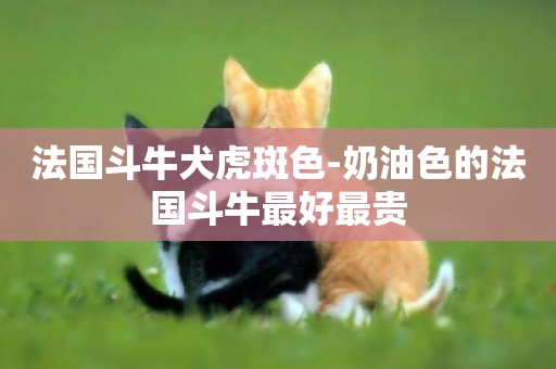 法國斗牛犬虎斑色-奶油色的法國斗牛最好最貴